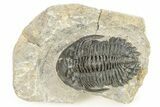 Hollardops Trilobite Fossil - Orange Eye Facets #273412-3